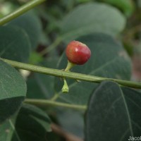 Phyllanthus vitis-idaea (Burm.f.) J.Koenig ex Roxb.